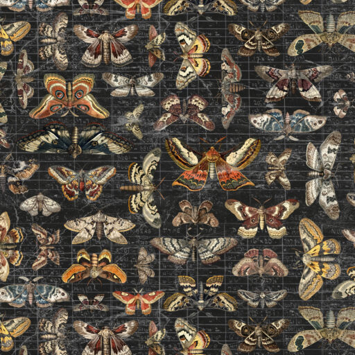 Halloween Moth Study - CCTH034.HALLOWEEN