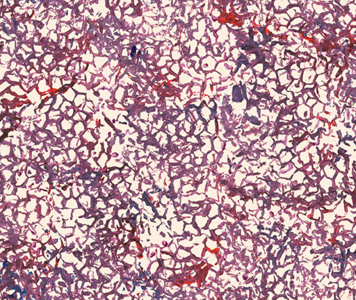 Low Tide - Plum - PWDB079-PLUM